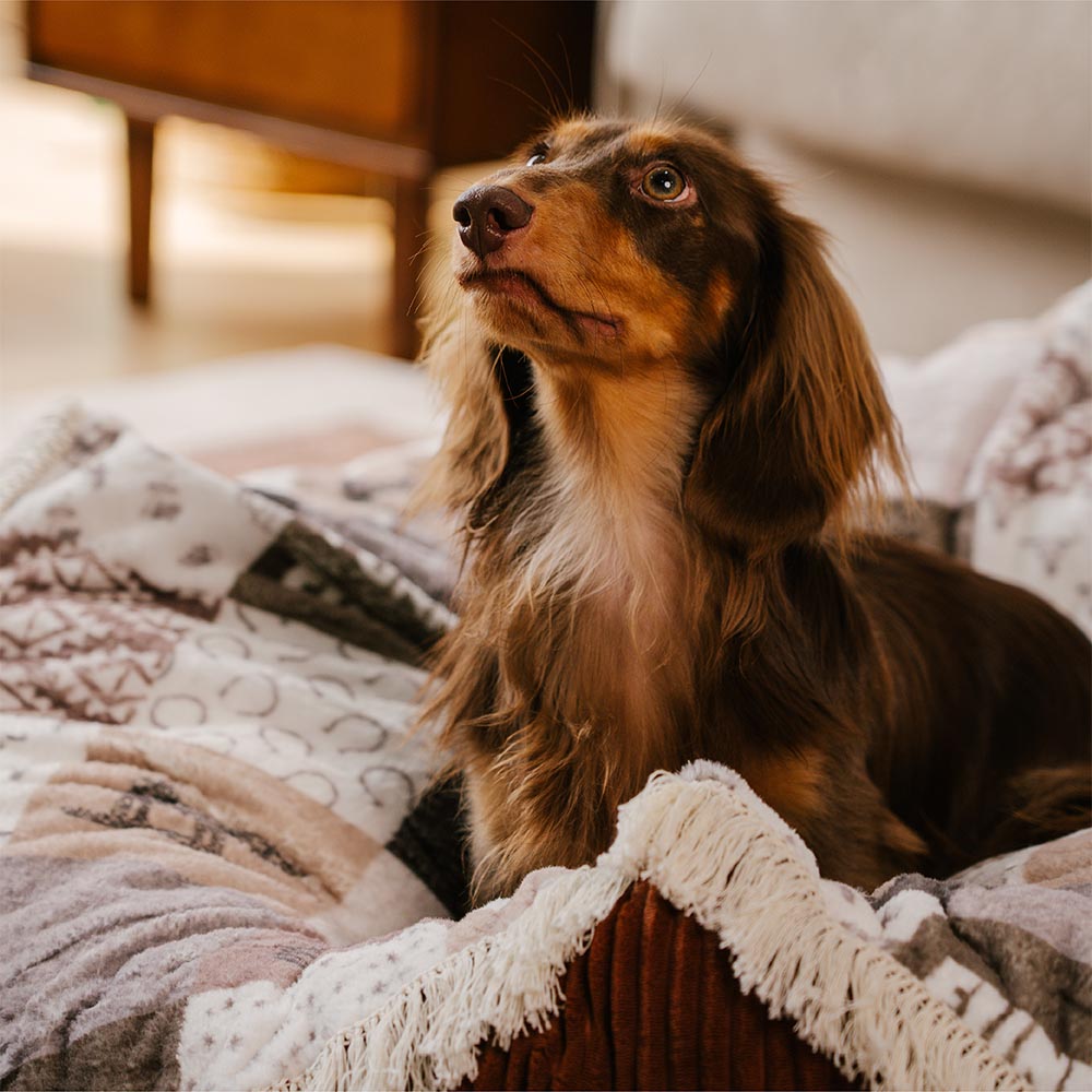 Baschetto antigracciale boho antiscivolo lavabile Balching Dog Bed - Hunter Night