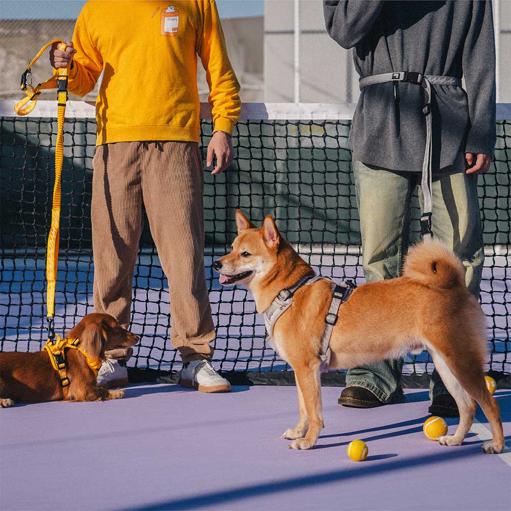 A doppio lato riflettente rettificabile versatile a manico morbido in nylon guinzagli per cani - Flexi Walker