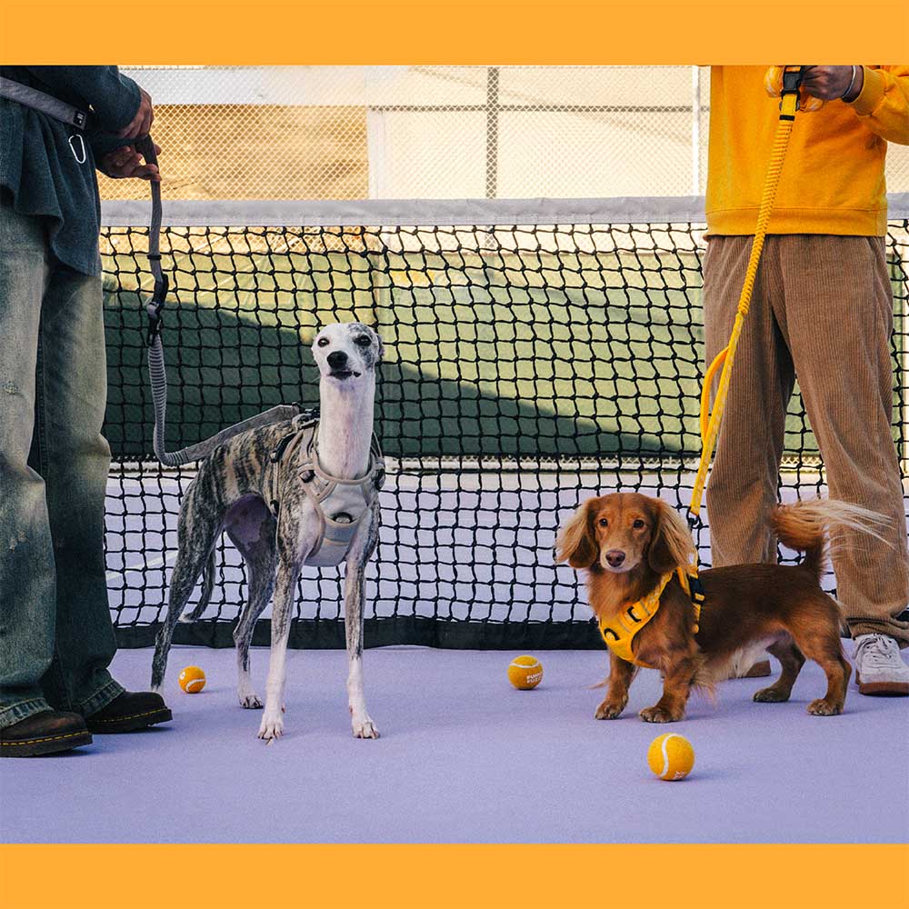 A doppio lato riflettente rettificabile versatile a manico morbido in nylon guinzagli per cani - Flexi Walker
