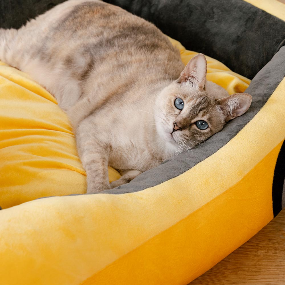 Cama de gato de carreras de carreras convertibles clásicas - FUST & FUR