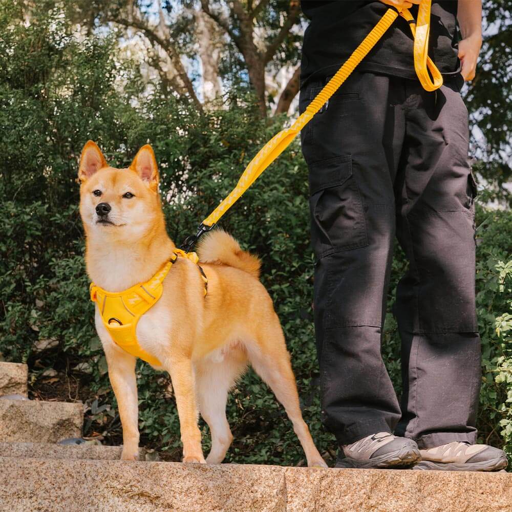 FunnyFuzzy Riflettente Riflettente Cancellatura per cani all'aperto - Flexi Walker