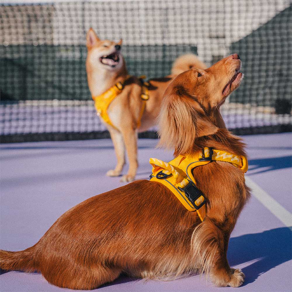FunnyFuzzy Riflettente Riflettente Cancellatura per cani all'aperto - Flexi Walker