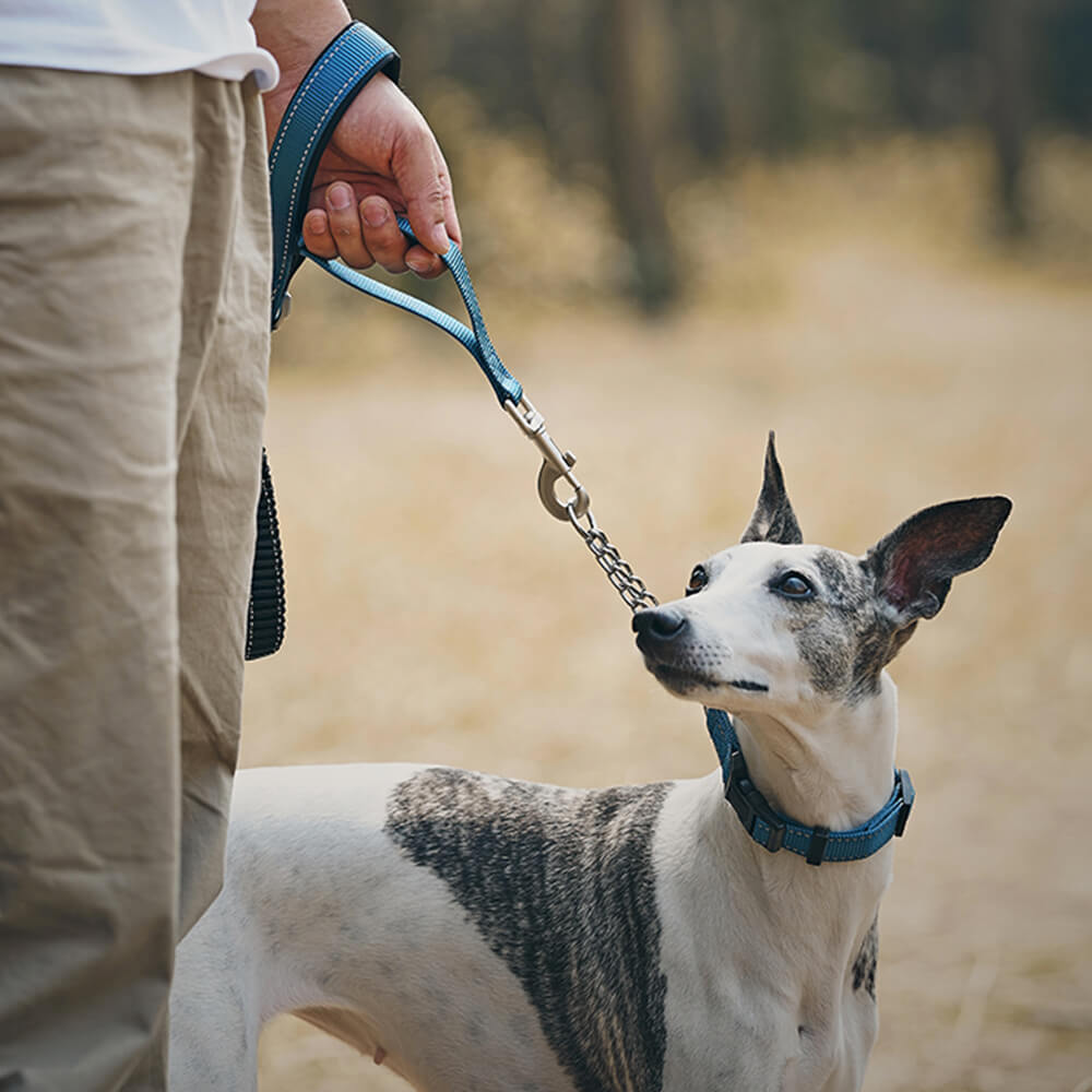 Collar e guinzaglio multifunzionale di cani antipull riflettente