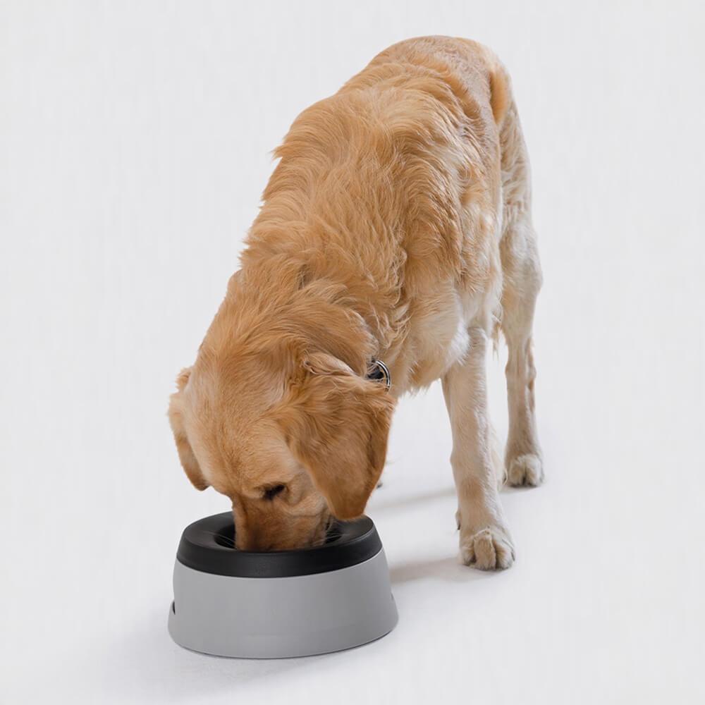 Il viaggio del veicolo non trasportava ciotola d'acqua per cani fuoriuscite con disco galleggiante