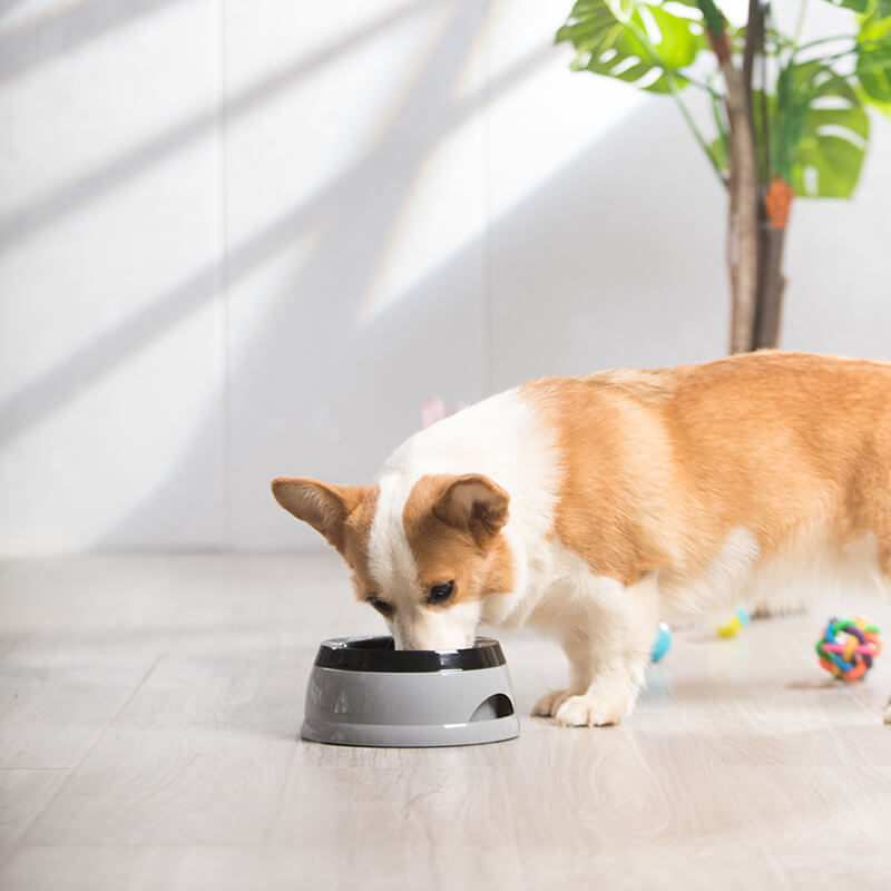 Il viaggio del veicolo non trasportava ciotola d'acqua per cani fuoriuscite con disco galleggiante