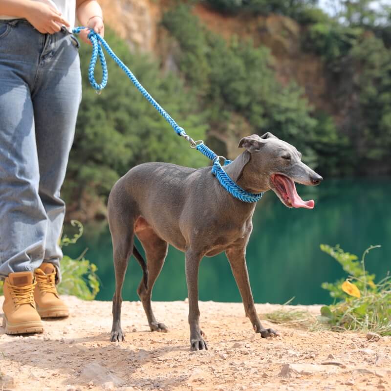 Collar e guinzaglio di cani luminosi antimanelli fatti a mano e guinzaglio