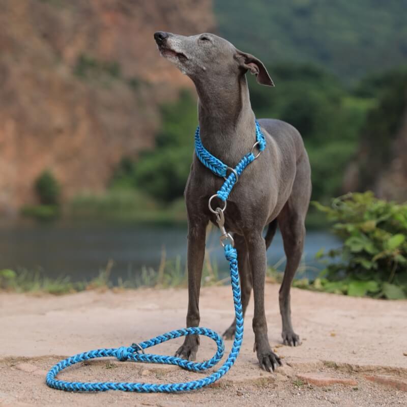 Collar e guinzaglio di cani luminosi antimanelli fatti a mano e guinzaglio