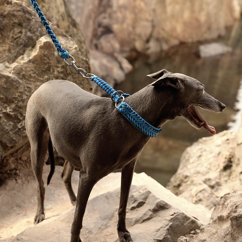 Collar e guinzaglio di cani luminosi antimanelli fatti a mano e guinzaglio