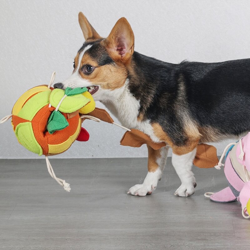 Giocattolo giocattolo cigolante interattivo per cani da cane per cani da gioco giocattolo