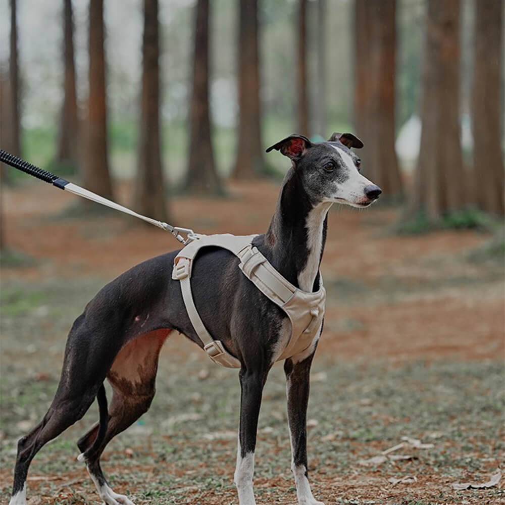 Imbrigliamento per cani anti-pull e traspirante impermeabile leggero o guinzaglio multifunzionale