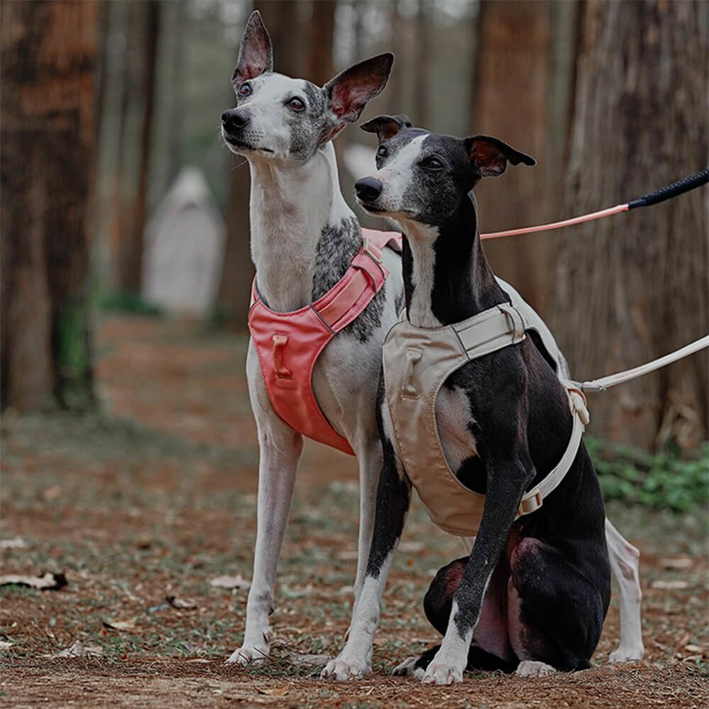 Imbrigliamento per cani anti-pull e traspirante impermeabile leggero o guinzaglio multifunzionale