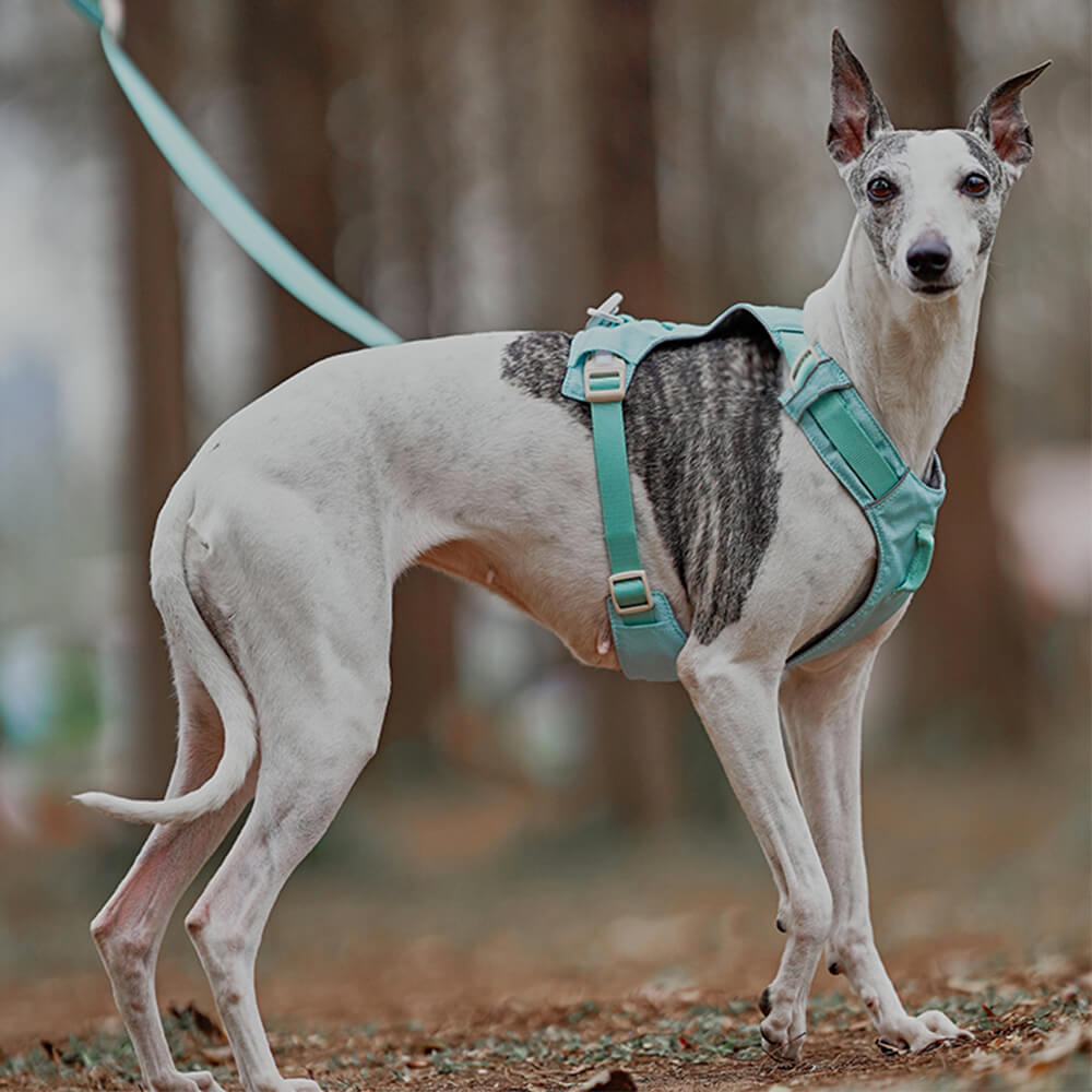 Imbrigliamento per cani anti-pull e traspirante impermeabile leggero o guinzaglio multifunzionale