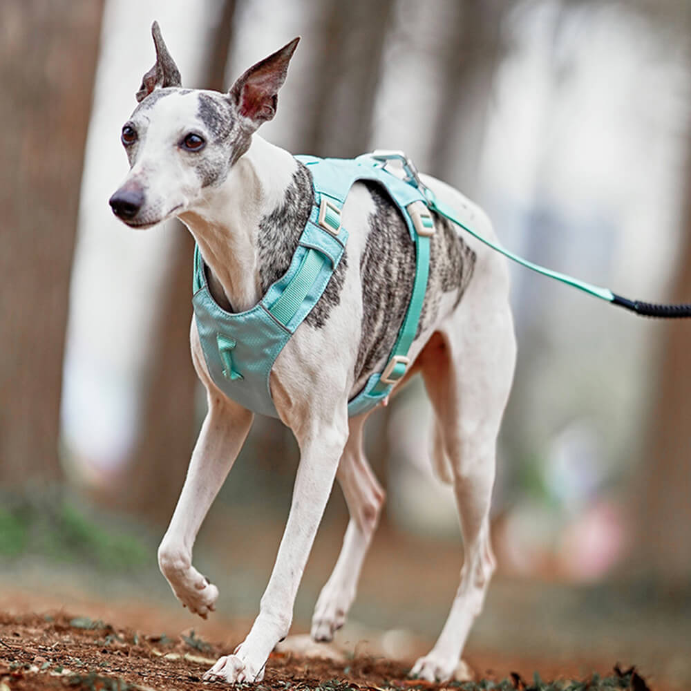 Imbrigliamento per cani anti-pull e traspirante impermeabile leggero o guinzaglio multifunzionale