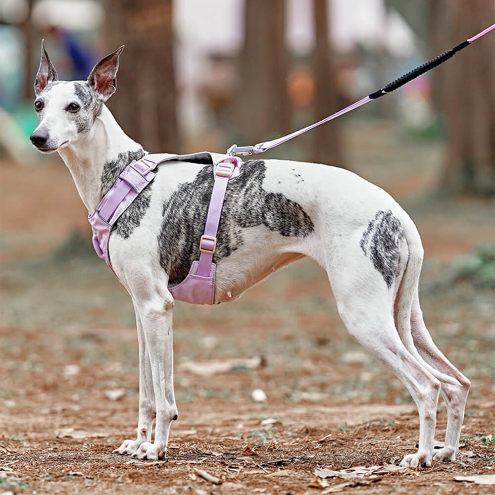 Imbrigliamento per cani anti-pull e traspirante impermeabile leggero o guinzaglio multifunzionale