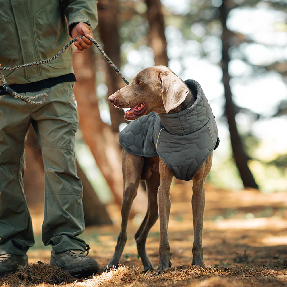 Gilet d'extérieur matelassé pour chien – Chaud et durable pour la randonnée et les aventures