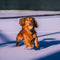 Juguete de perro de tenis Ball - Squeaky & Bounce