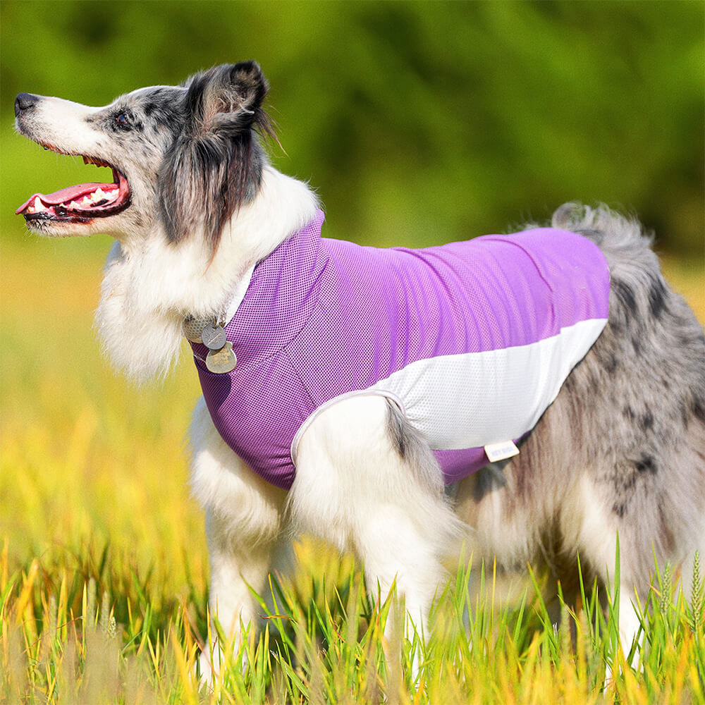 Ropa para perros para mascotas Sombrero para el sol de color en contraste al aire libre y chaleco refrescante para el sol