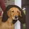 Alfombra de puerta de chenille ultra absorbente de chenille para patas de perros fangosas