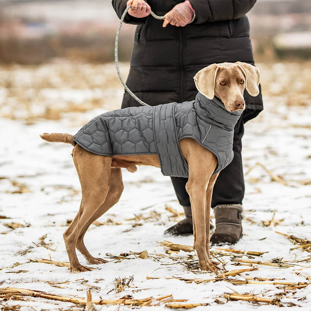 Gesteppte Outdoor-Hundeweste – warm und langlebig für Wanderungen und Abenteuer