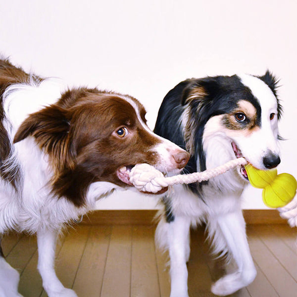 Giocattolo per cani da tiro interattivo a corda di cotone resistente