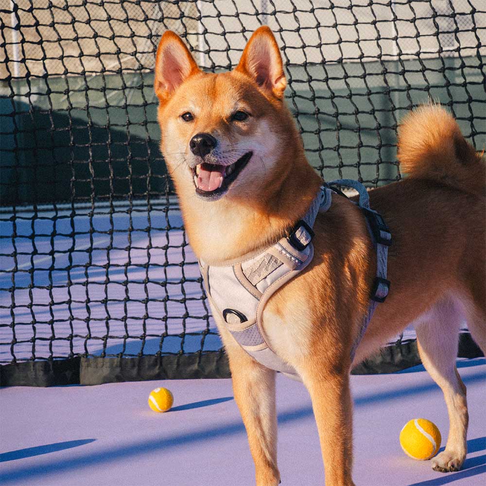 FUNNYFUZZY Reflektierendes, verstellbares Hundegeschirr für den Außenbereich – Flexi Walker