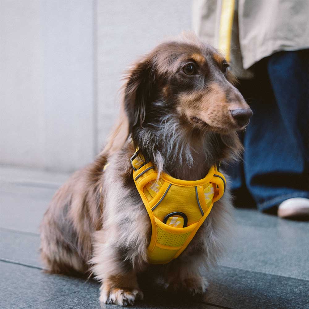 FUNNYFUZZY Reflektierendes, verstellbares Hundegeschirr für den Außenbereich – Flexi Walker