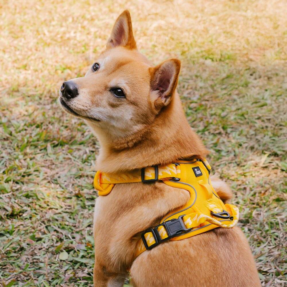 FUNNYFUZZY Harnais d'extérieur réglable et réfléchissant pour chien - Flexi Walker