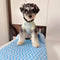 Cama para perros de soporte para el cuello impermeable resistente al agua