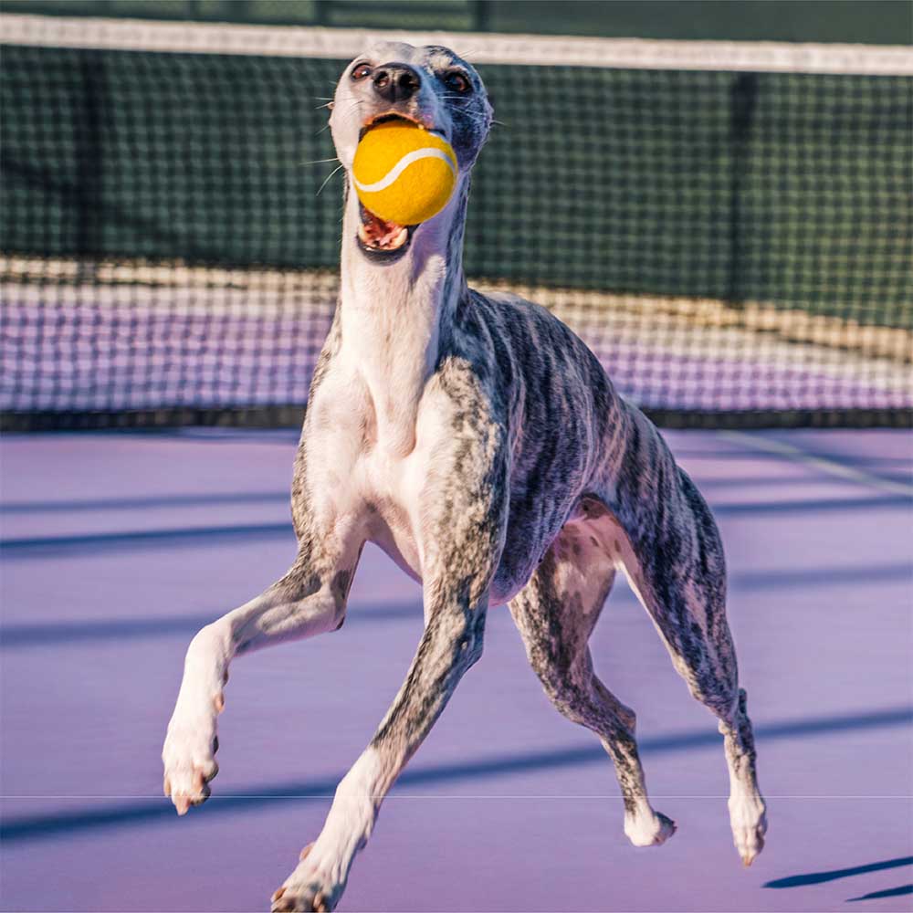 Tennis Ball Dog Toy - Squeaky & Bounce