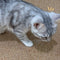Alfombra de mascota de falso sisal alfombra de habitación resistente