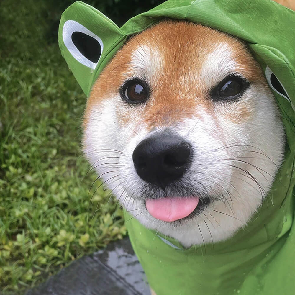 Wasserdichter, leichter Hunde-Poncho-Regenmantel im Frosch-Stil mit Kapuze