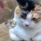 Multi-Pack Mini Pet Hair Capsule Keychain Charm for Dog & Cat Lovers