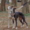 Collier de dressage pour chien Martingale anti-traction Chain Reaction