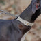 Collier de dressage pour chien Martingale anti-traction Chain Reaction