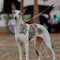 Collier de dressage pour chien Martingale anti-traction Chain Reaction