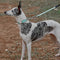 Collier de dressage pour chien Martingale anti-traction Chain Reaction