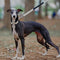 Collier de dressage pour chien Martingale anti-traction Chain Reaction