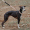 Collier de dressage pour chien Martingale anti-traction Chain Reaction