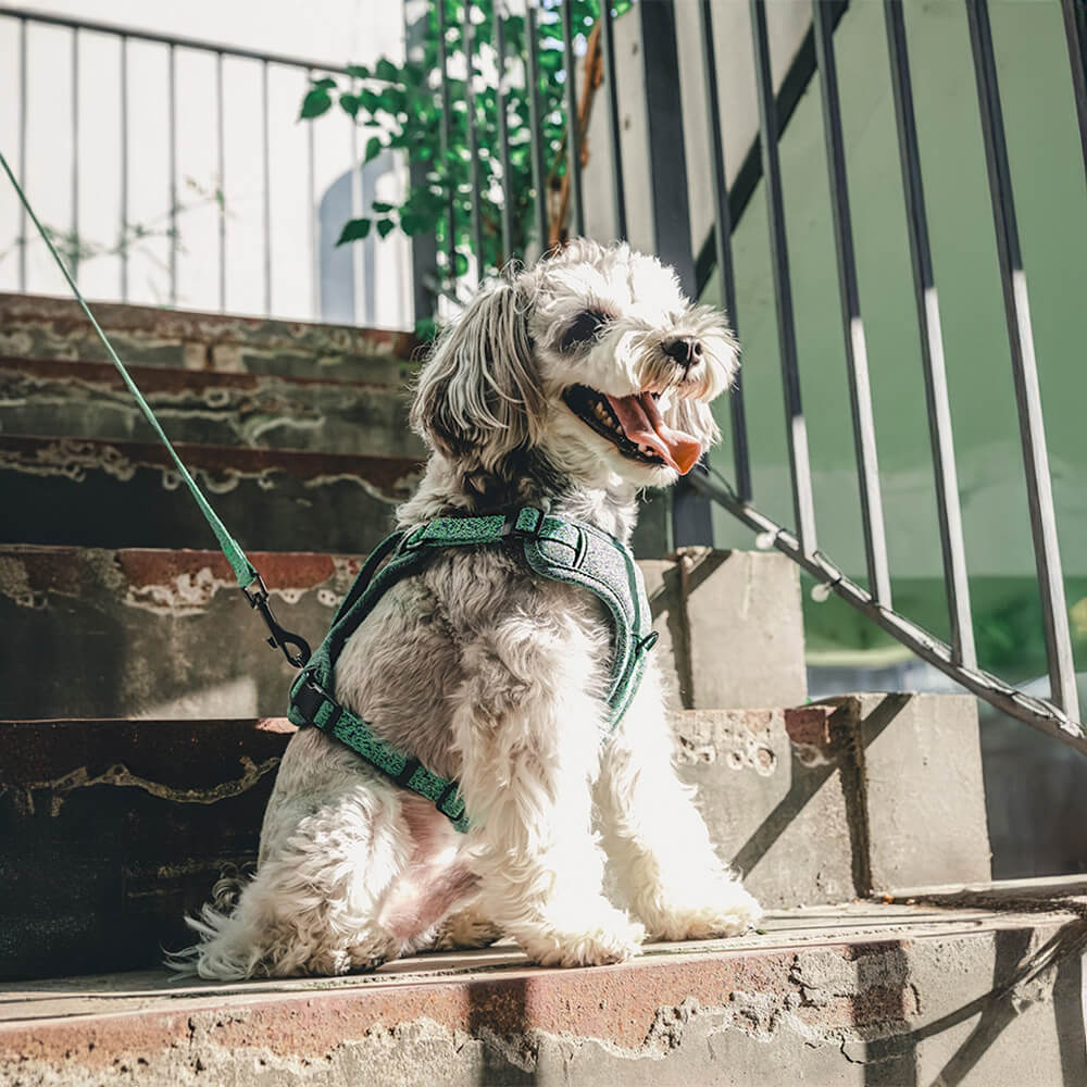 Umweltfreundliches No-Pull-Hundegeschirr und Leine aus recyceltem Stoff