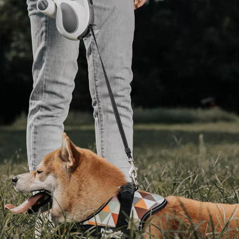 Laisse d'entraînement à LED, longue et rétractable, accessoires pour chiens cool