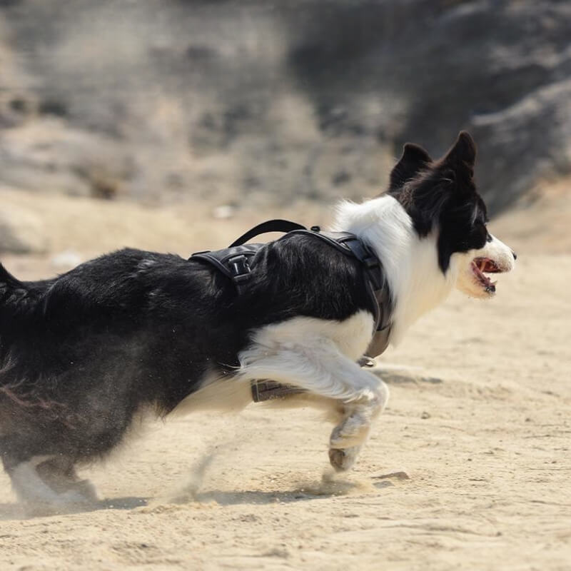 Harnais Anti-traction multifonction antidéflagrant, harnais pour chien de taille moyenne à grande