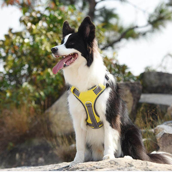 Arnés anti-pull de explosión a prueba de explosión multifunción a un arnés para perros grande