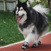 Botos al aire libre Senderismo corriendo botas de perro anti-slip