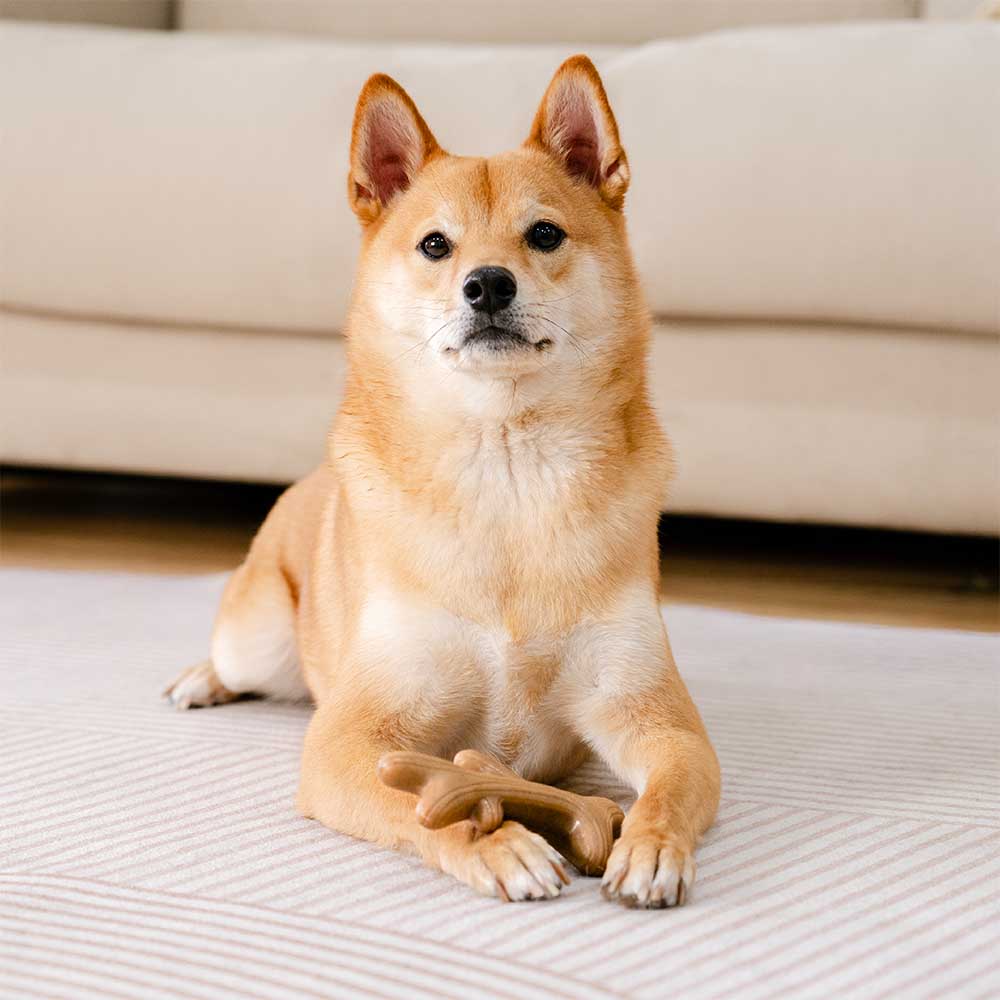 Juguete masticable para perros con huesos para la dentición, sabor a tocino