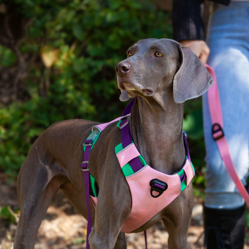 Arnés de pecho de color en contraste para mascotas y cuerda de tracción para perros - Estilo chaleco a prueba de explosiones