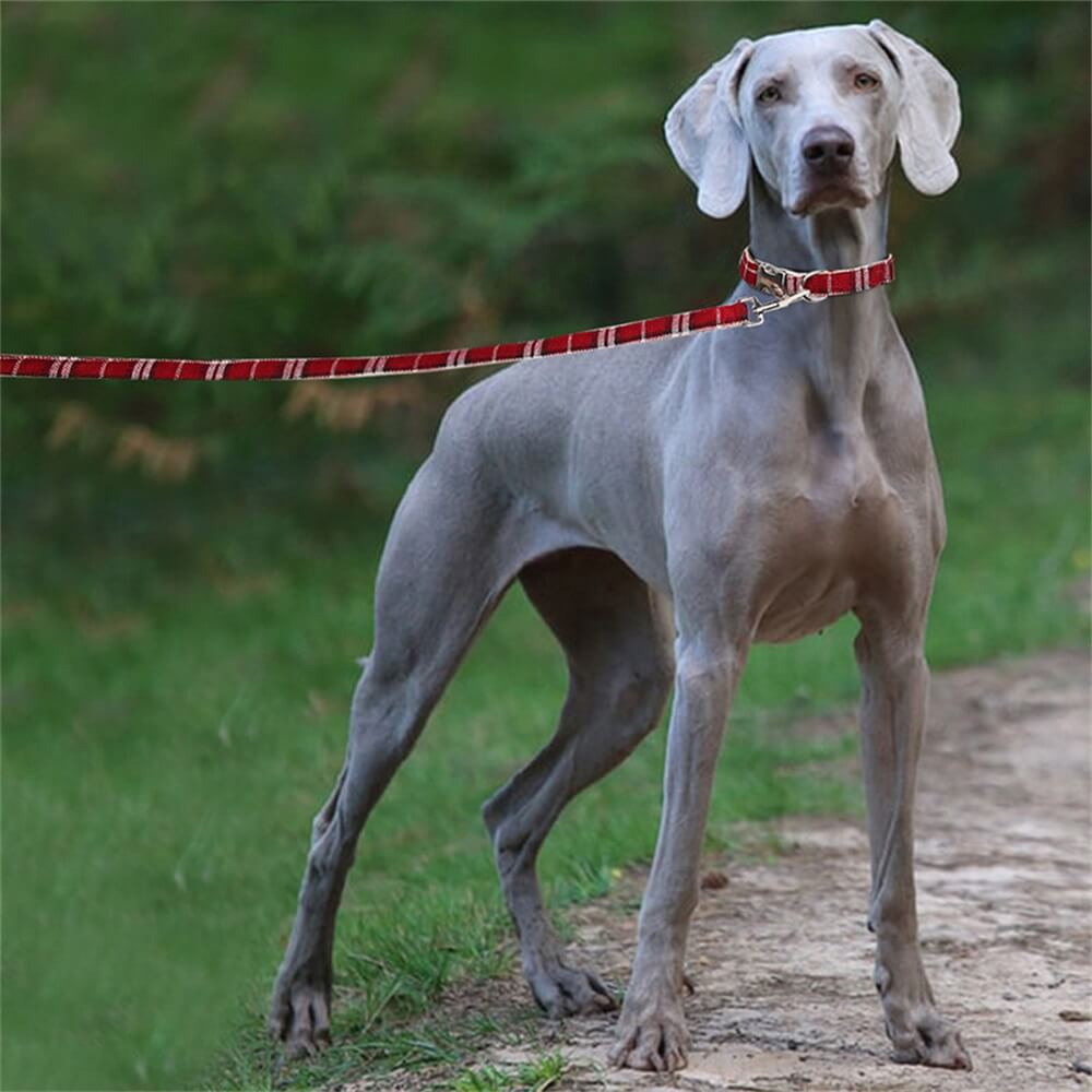 Correa y collar para perros de lino puro: transpirable y duradero