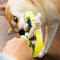 Slip de cuerda de algodón Toy Dog Toy Dentitud