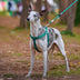 Juego de caminata de arneses para perros sin pulir sin pulir fácil de usar