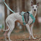Leichtes, wasserdichtes, atmungsaktives Anti-Pull-Hundegeschirr und multifunktionale Leine