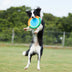 Outdoor Interactive Dog Toy Durable Oxford Cloth Dog Frisbee